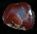 Yellow Cat Petrified Wood - Gem Quality #5779-2